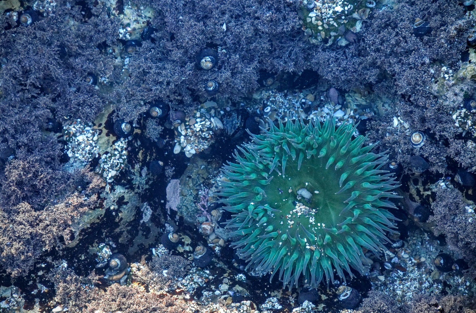 A blue sea urchin and coral