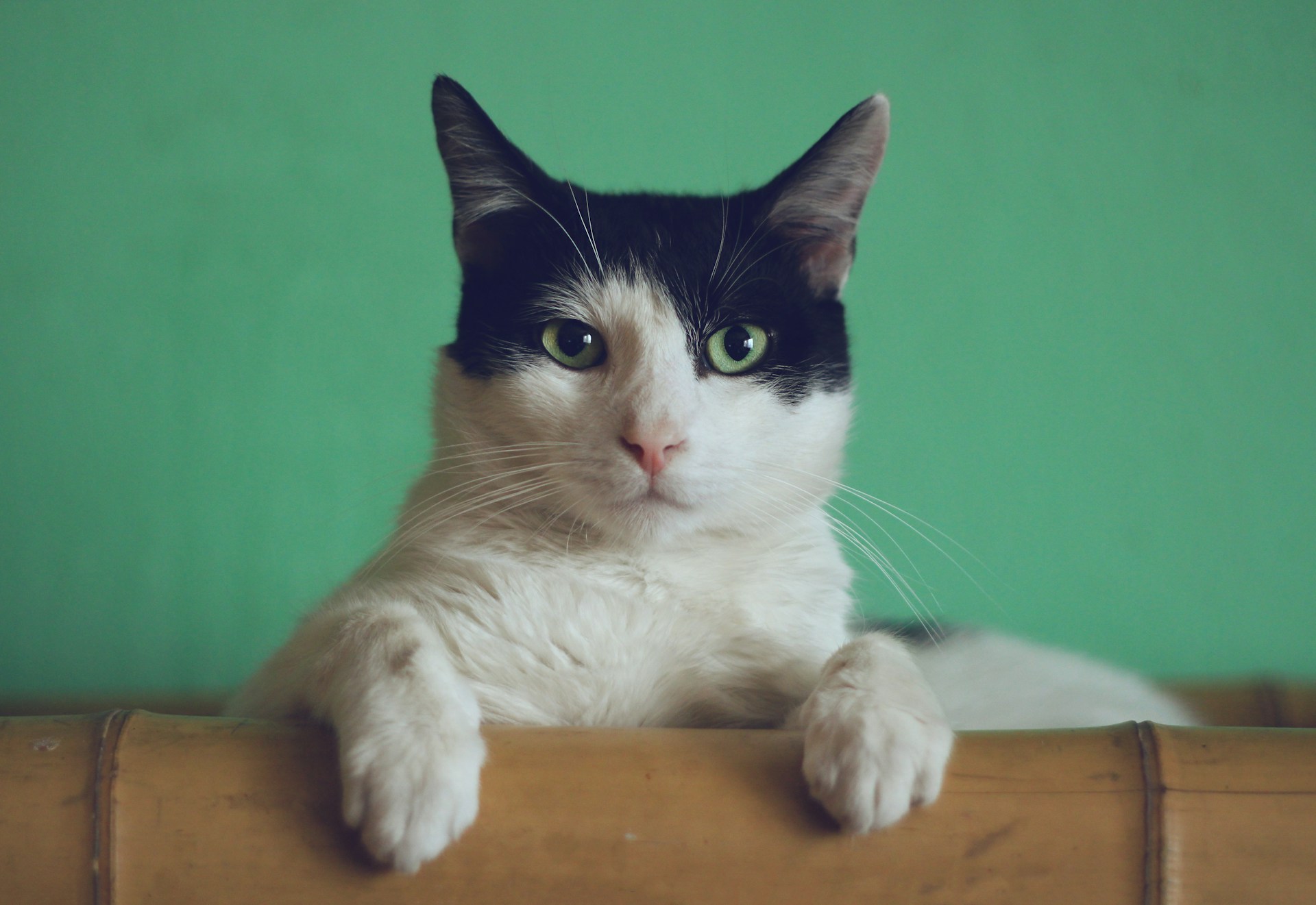 A black and white cat