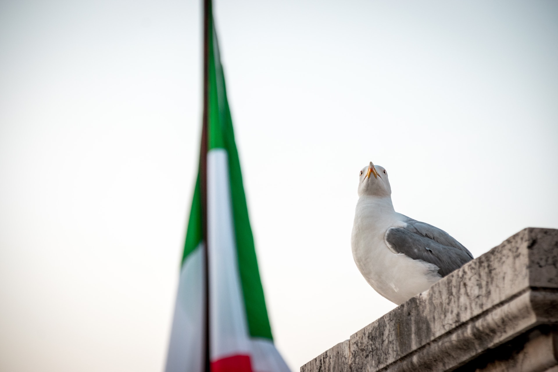 The Italian flag and a seagull