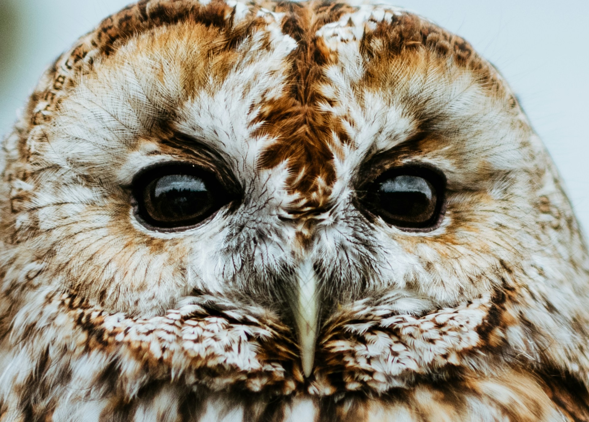 Close up of an owl