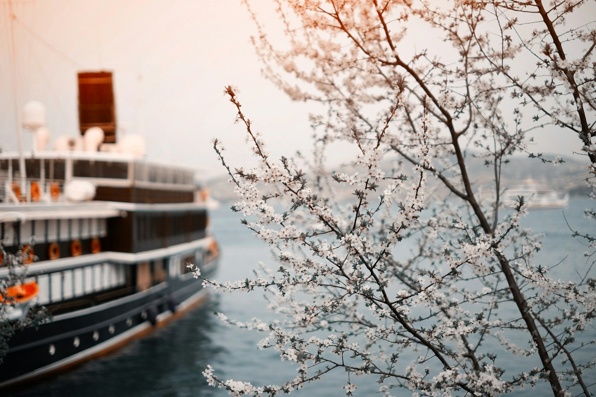 A river cruise boat and cherry blossoms