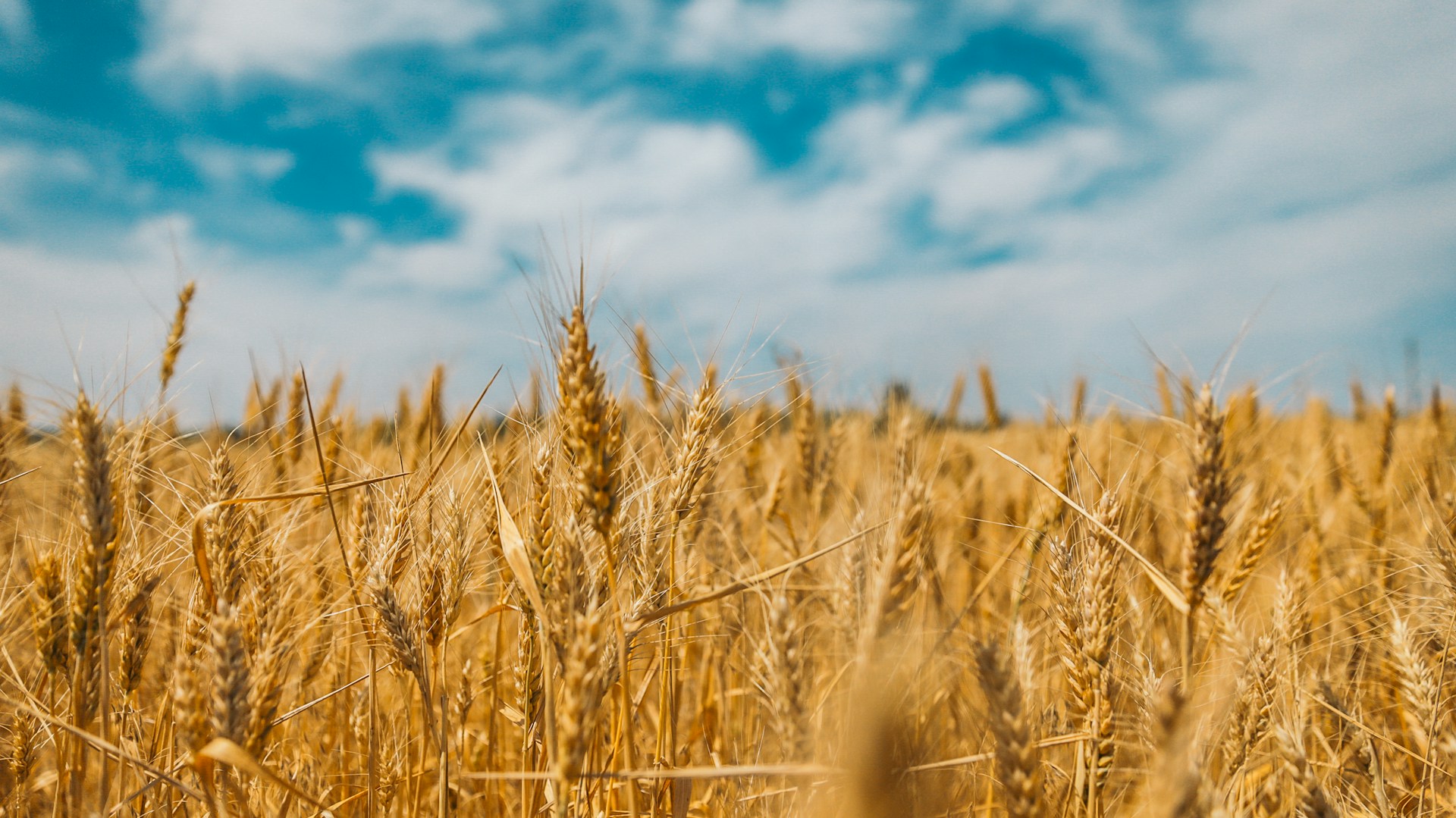 War-Time Grain Exports Record Set by Ukraine