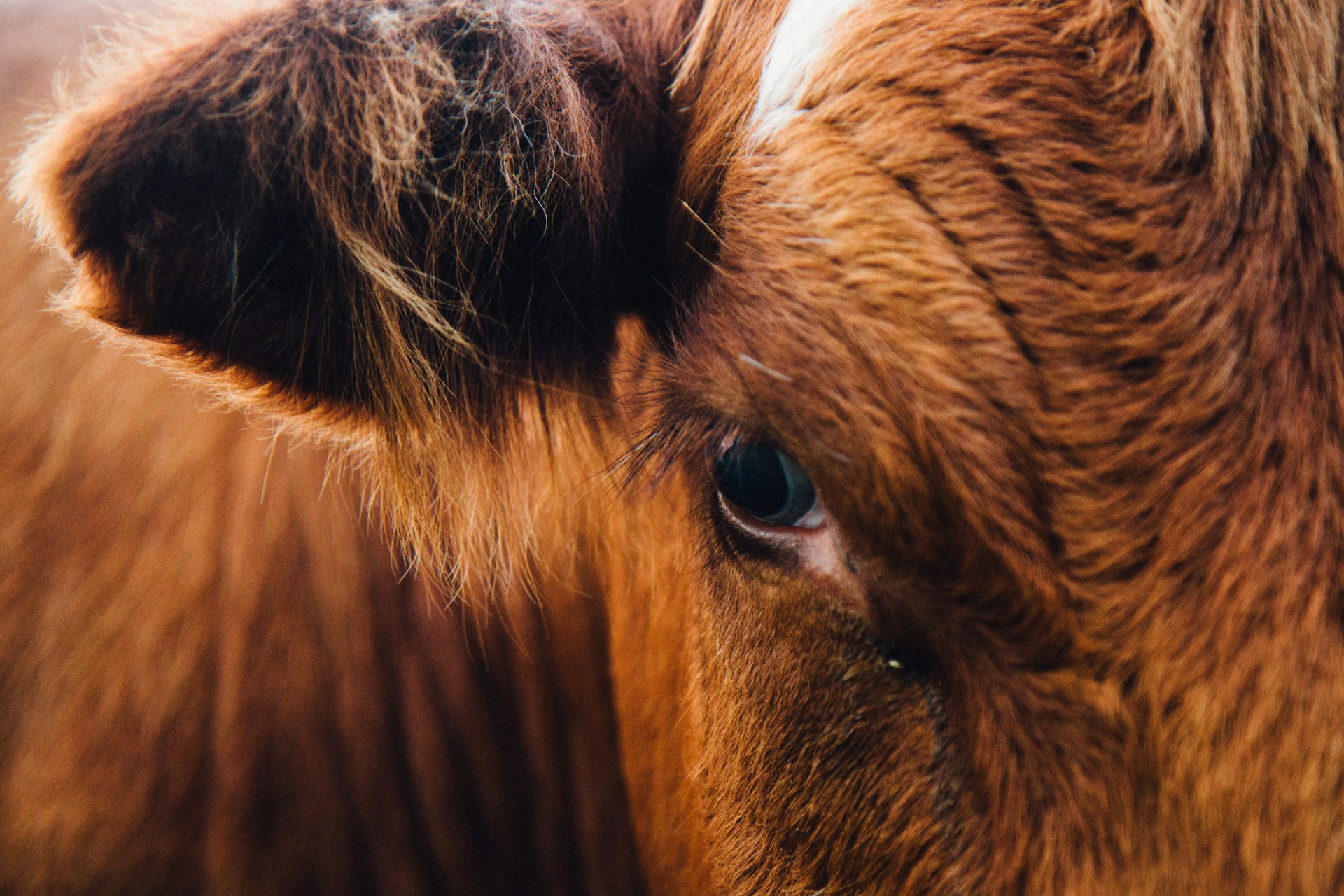 close up of a cow's head