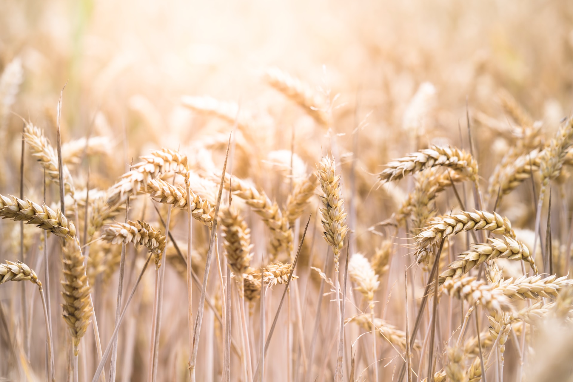 A field of wheat