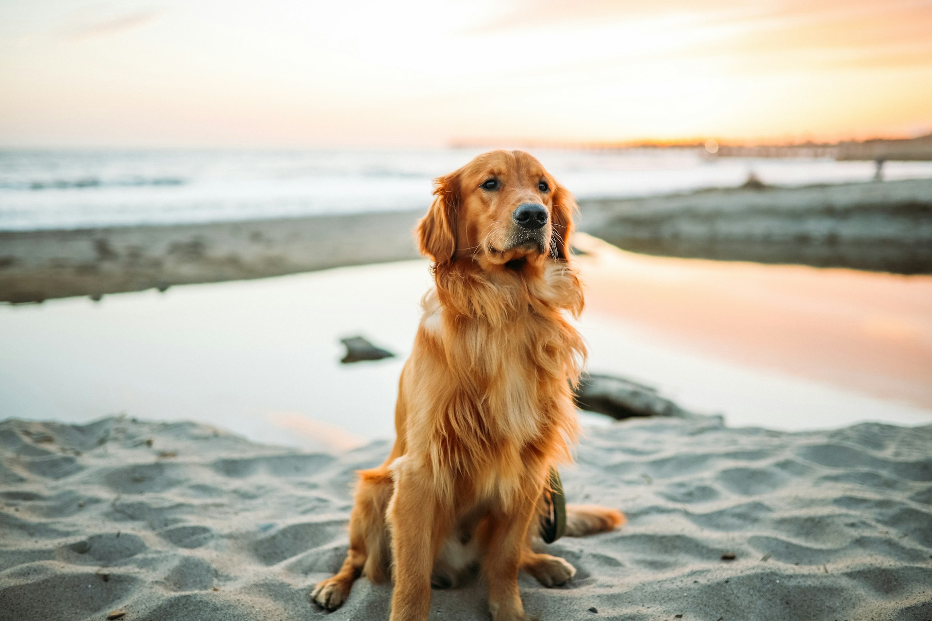 A Golden Retriever sitting on a beach