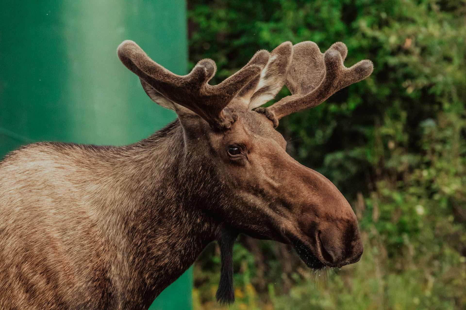 A moose