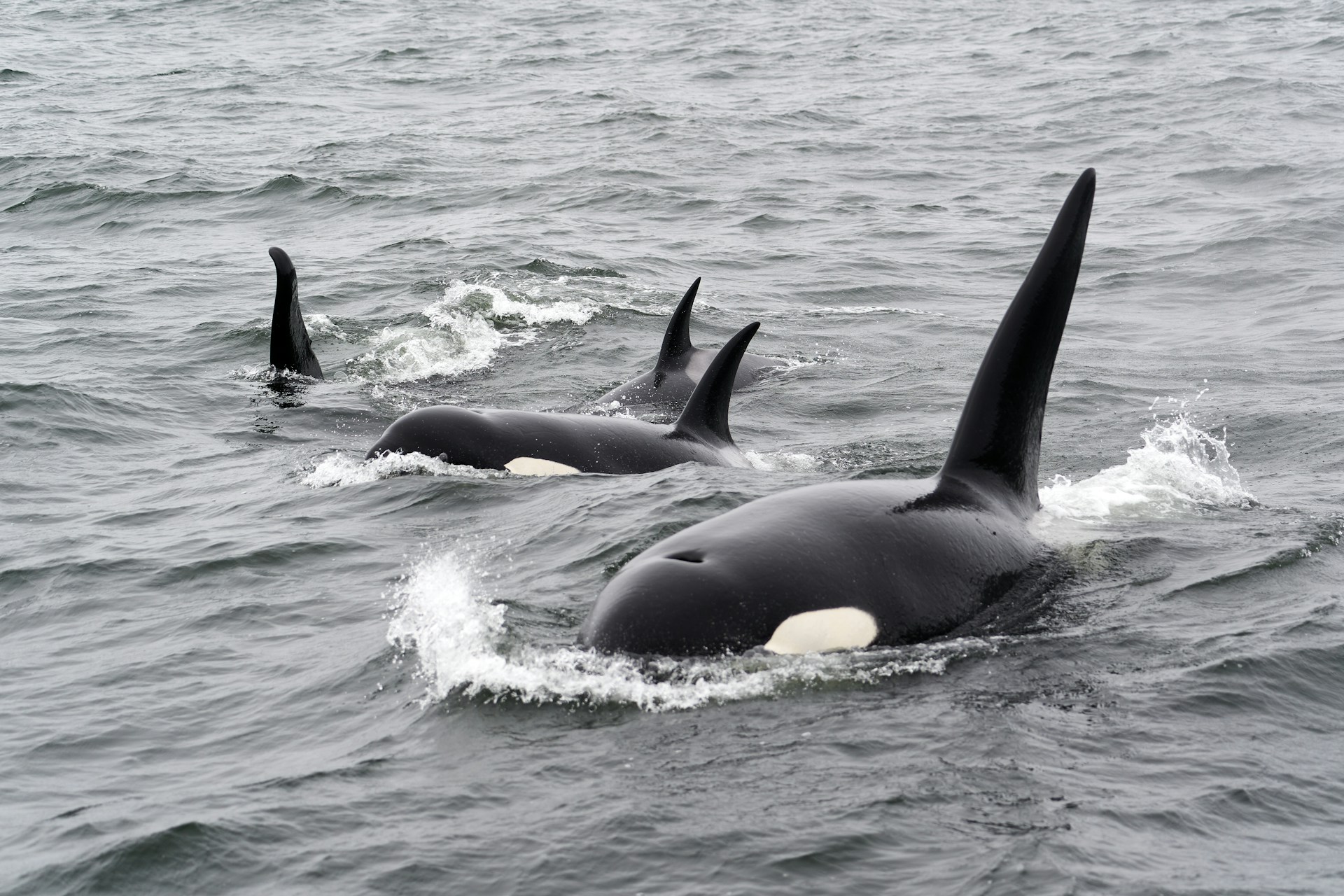 Orcas Attack Sailing Boat, Oil Tanker to the Rescue