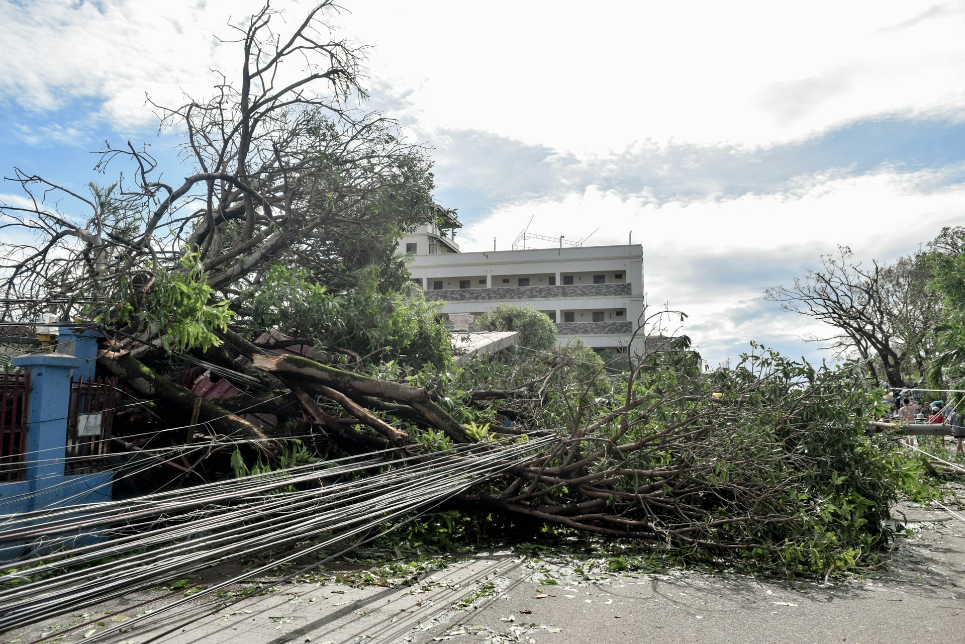 Fallen trees and power lines in the wake of an earthquake