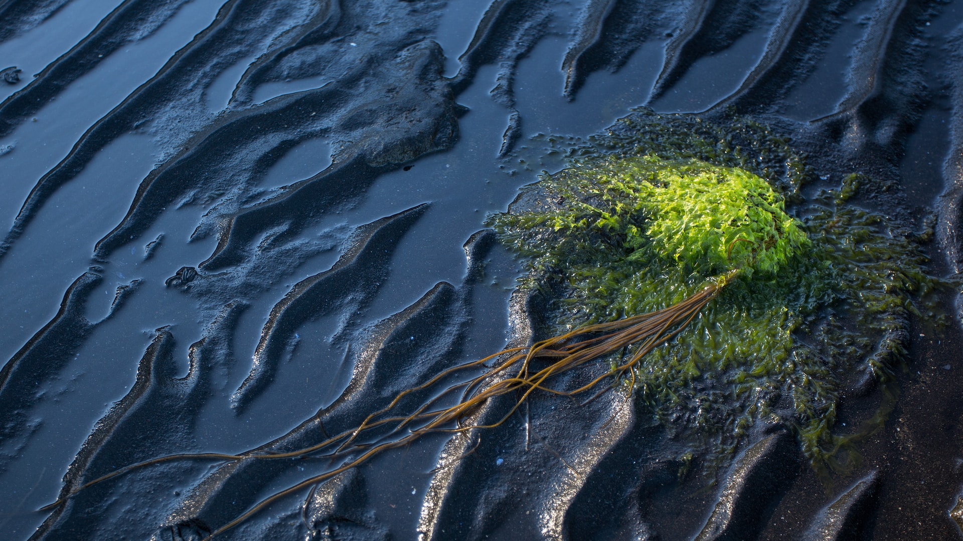 Oil spill and weeds