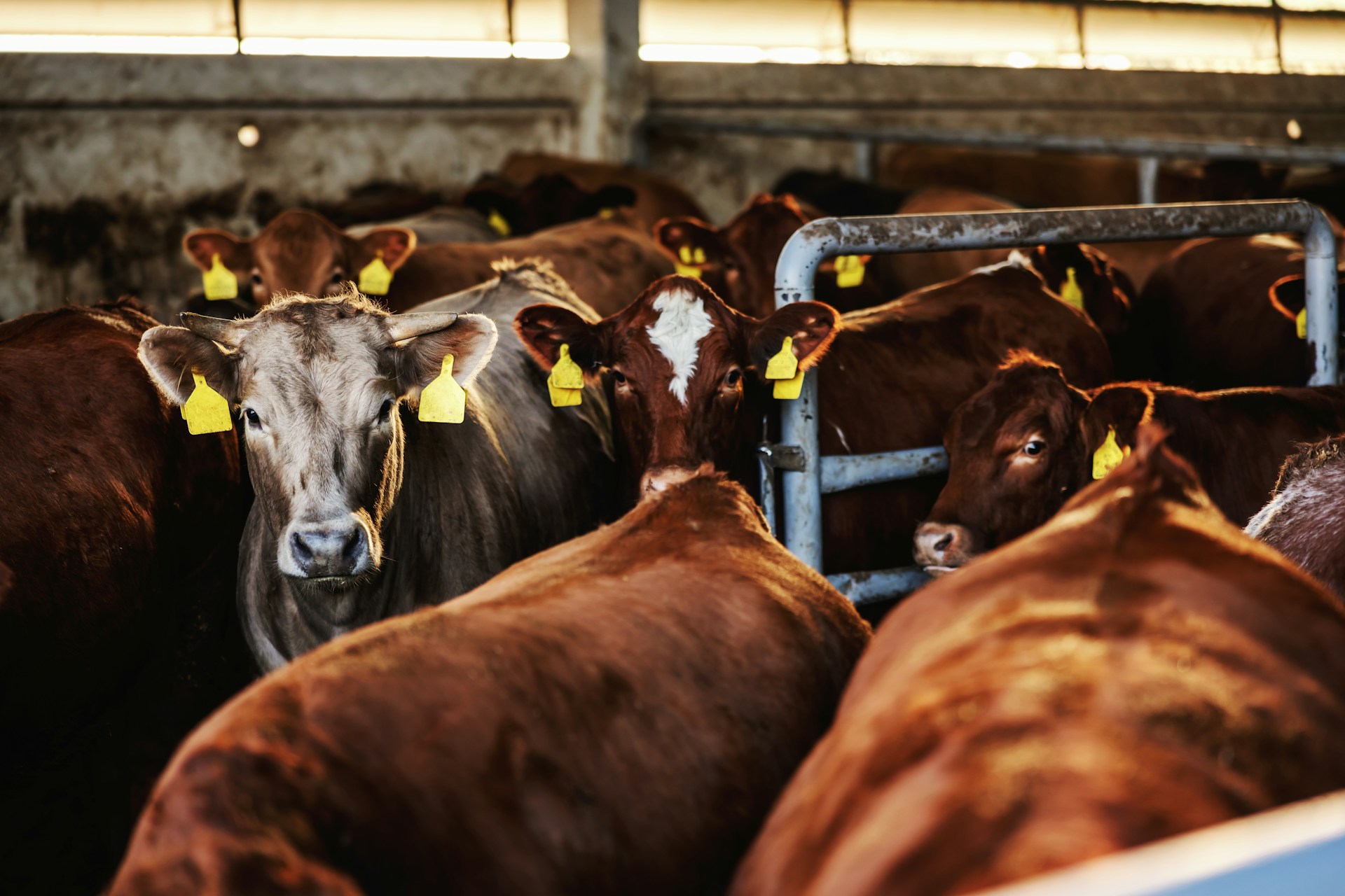 Animal Welfare Alarm Sounded as Cattle Struggle in Red Sea Chaos