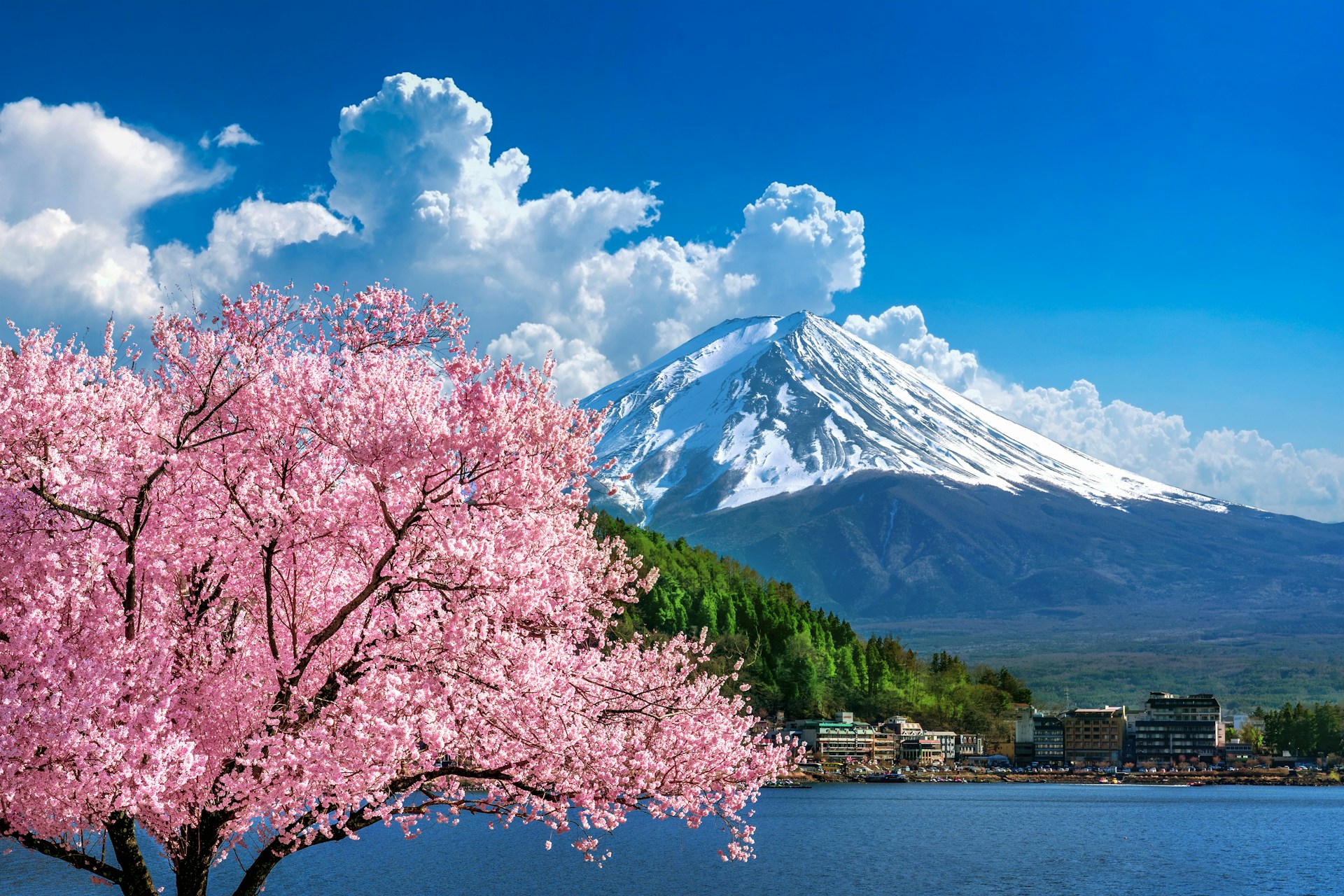 Mount Fuji with cherry tree in foreground